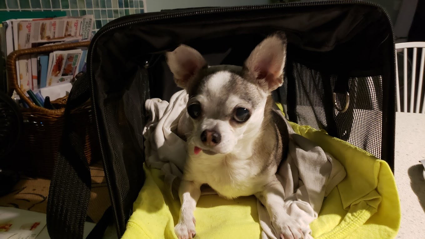 Arnold Pet Clinic Local Pet Stores